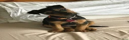 Jack Russell dogs for sale: Lovely, Lively Jack Russell puppies in Pontypool - Advert 6