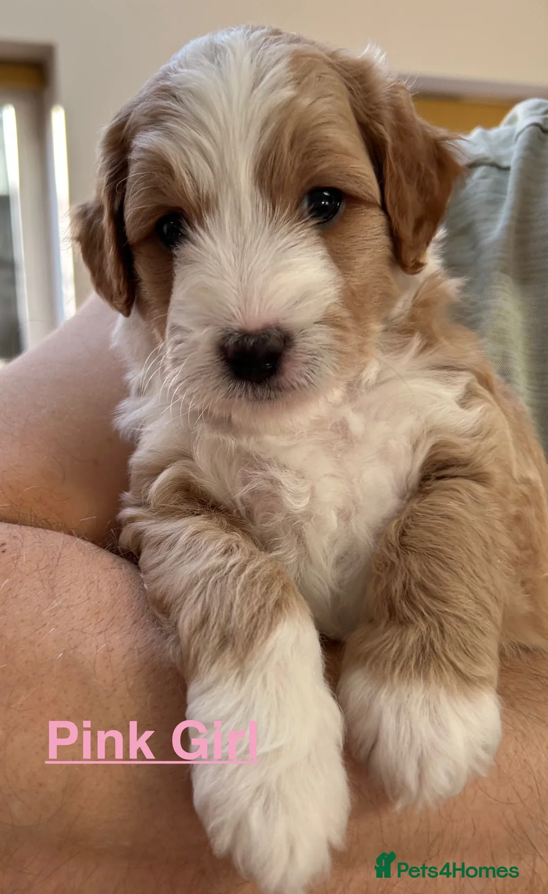 Mixed Breed dogs for sale: Mini Goldendoodle / Aussiedoodle Doubledoodles - Advert 2
