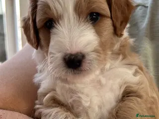 Mixed Breed dogs Mini Goldendoodle / Aussiedoodle = Doubledoodle - Advert 9