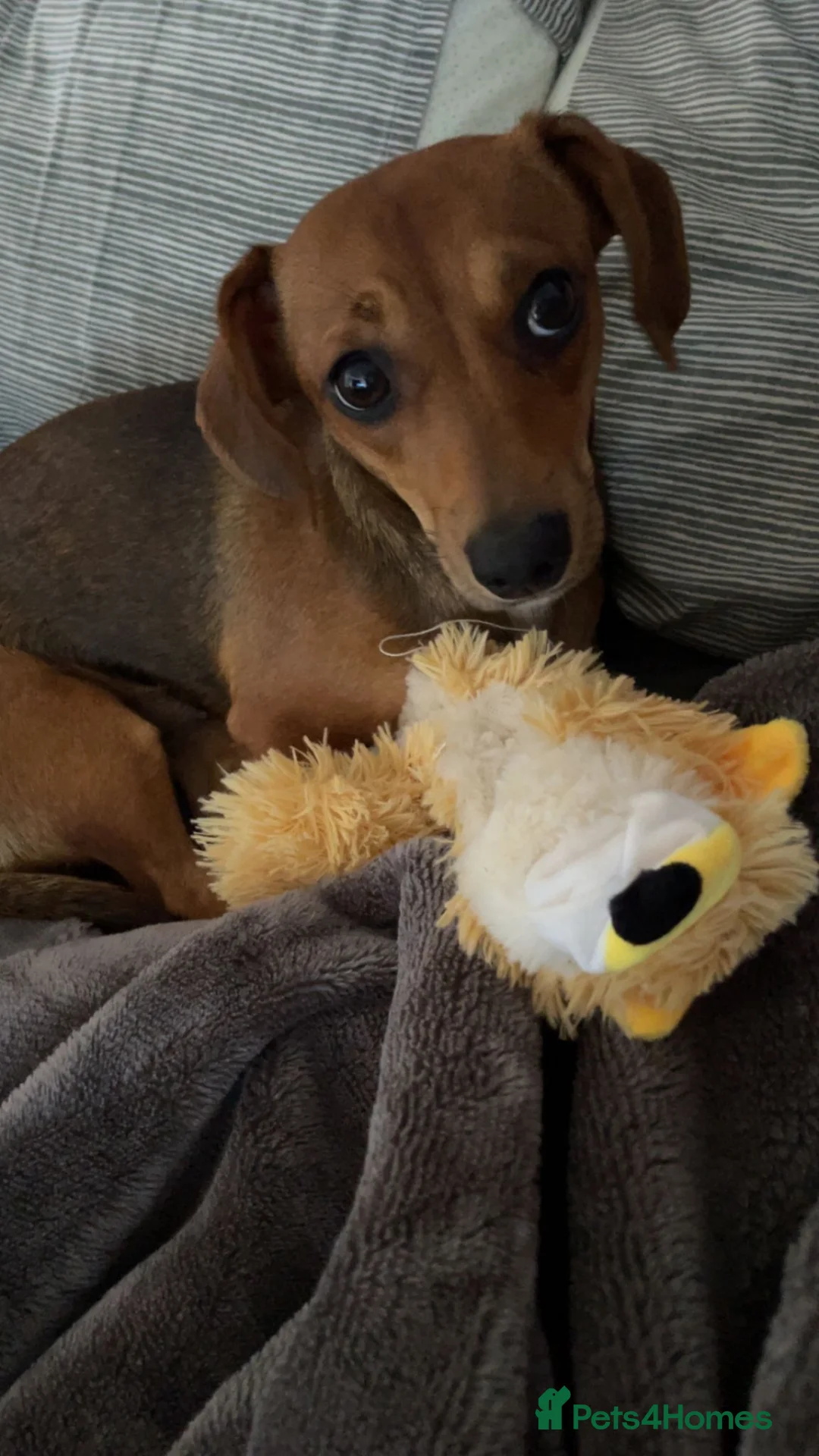 Chiweenie dogs for sale: 9 month old girl - Advert 8