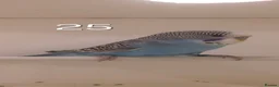 Budgerigars birds for sale: Baby budgies - Advert 1