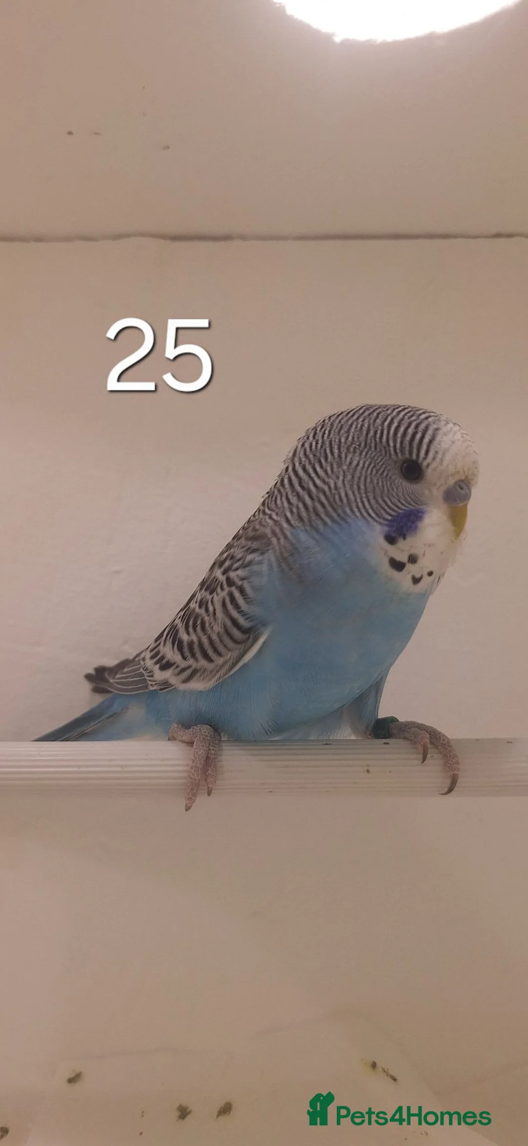 Budgerigars birds for sale: Baby budgies - Advert 1