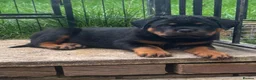 Rottweiler dogs for sale: ⭐️ Outstanding Rottweiler Puppies ⭐️ - Advert 17