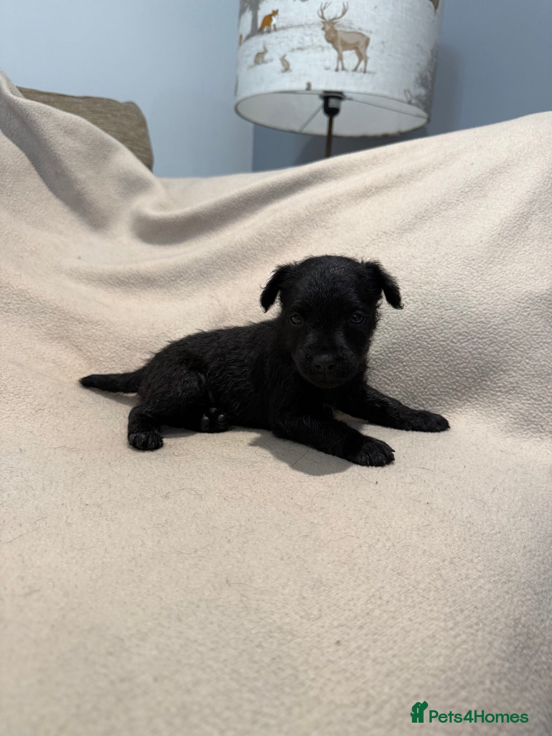 Patterdale Terrier dogs for sale: Patterdale puppies looking for forever homes  - Advert 17
