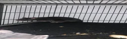 Rat rodents for sale: Black male rat  in Nottingham - Advert 3