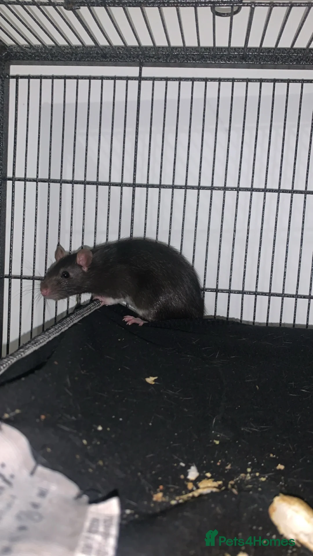 Rat rodents for sale: Black male rat  in Nottingham - Advert 3