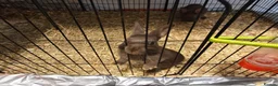 Mixed Breed rabbits for sale: Chocolate baby Bunnie's  in Liverpool - Advert 4