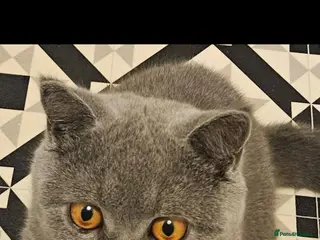 Mixed Breed cats Half Bengal and half English short Haired Kittens - Advert 1