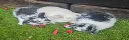Mini Lop rabbits for sale: Gorgoeus mini lop baby rabbits - Advert 7
