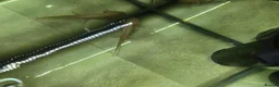Axolotl reptiles for sale: Baby axolotl  - Advert 5