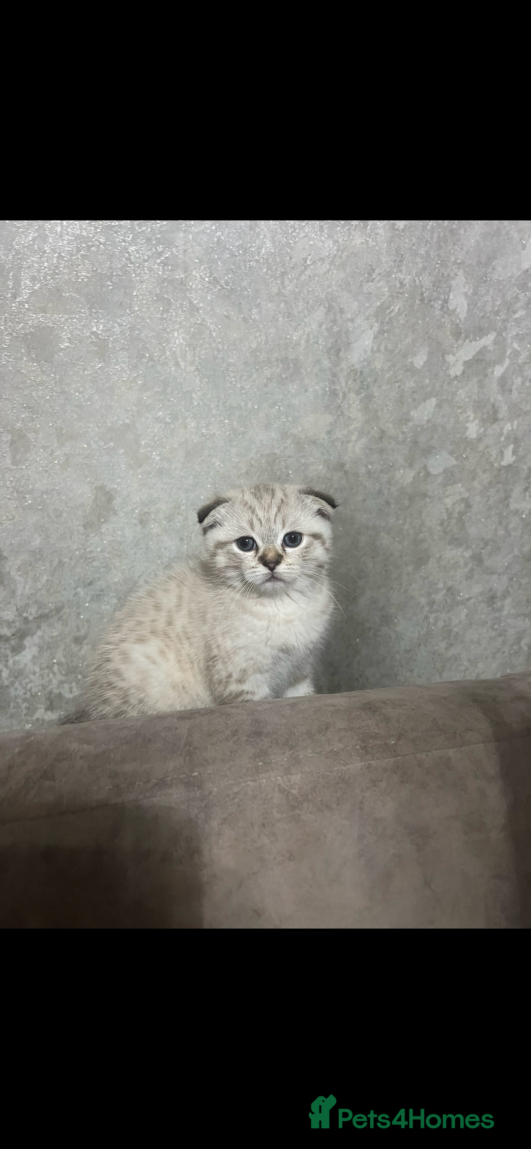 Scottish Fold cats for sale: Beautiful Scottish Fold/Straight kittens  - Advert 2