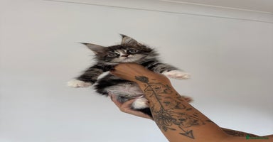 Maine Coon cats in Wellingborough - Advert 6