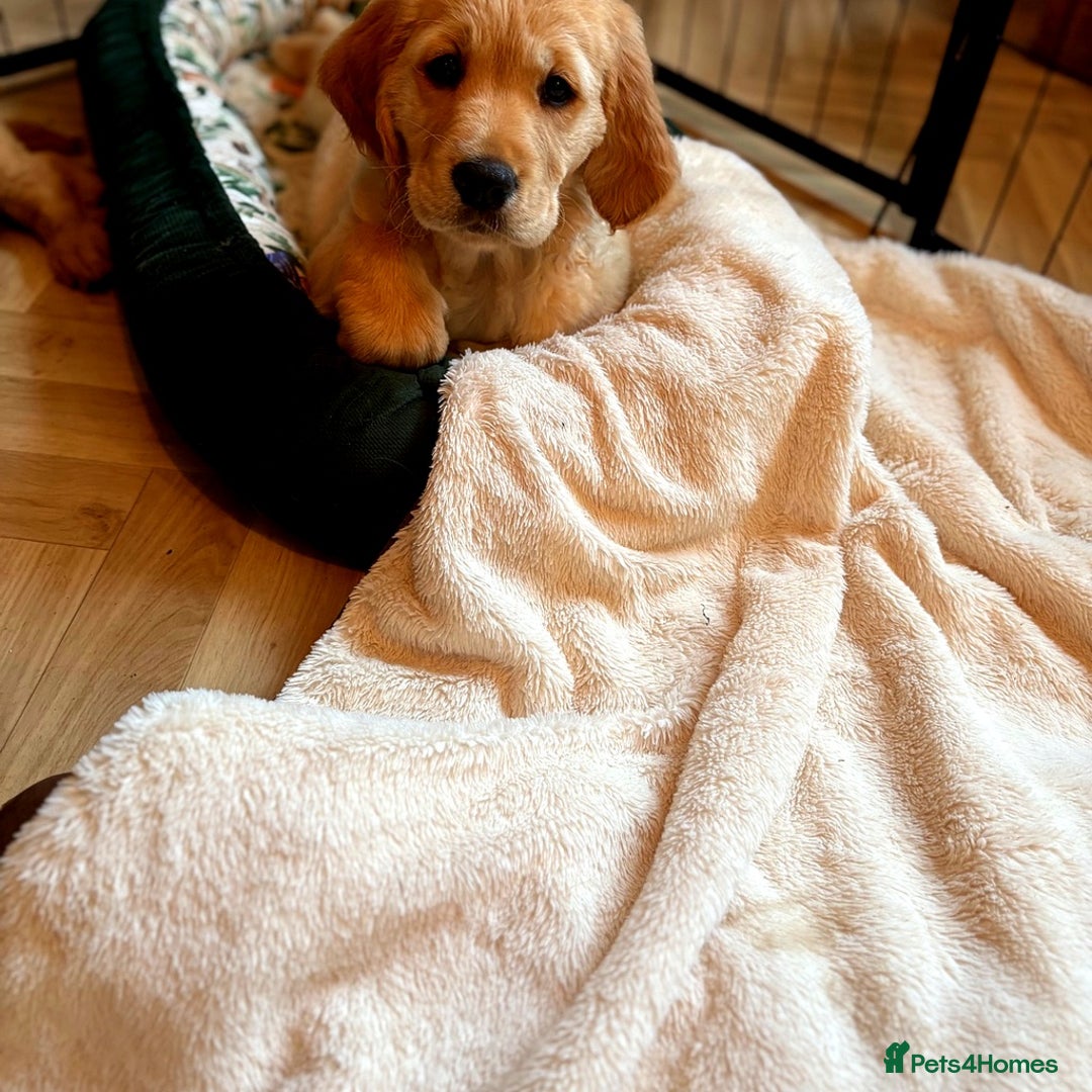 Golden Retriever dogs for sale: 🐾 KC Registered Golden Retriever Puppies 🐾 - Image 8