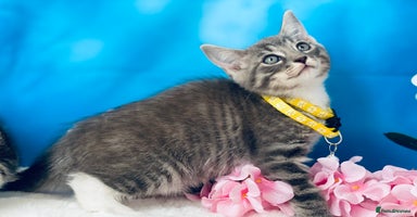 Ragdoll cats - Advert 14