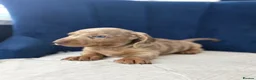 Miniature Dachshund dogs for sale: Miniature Dachshunds  - Advert 3