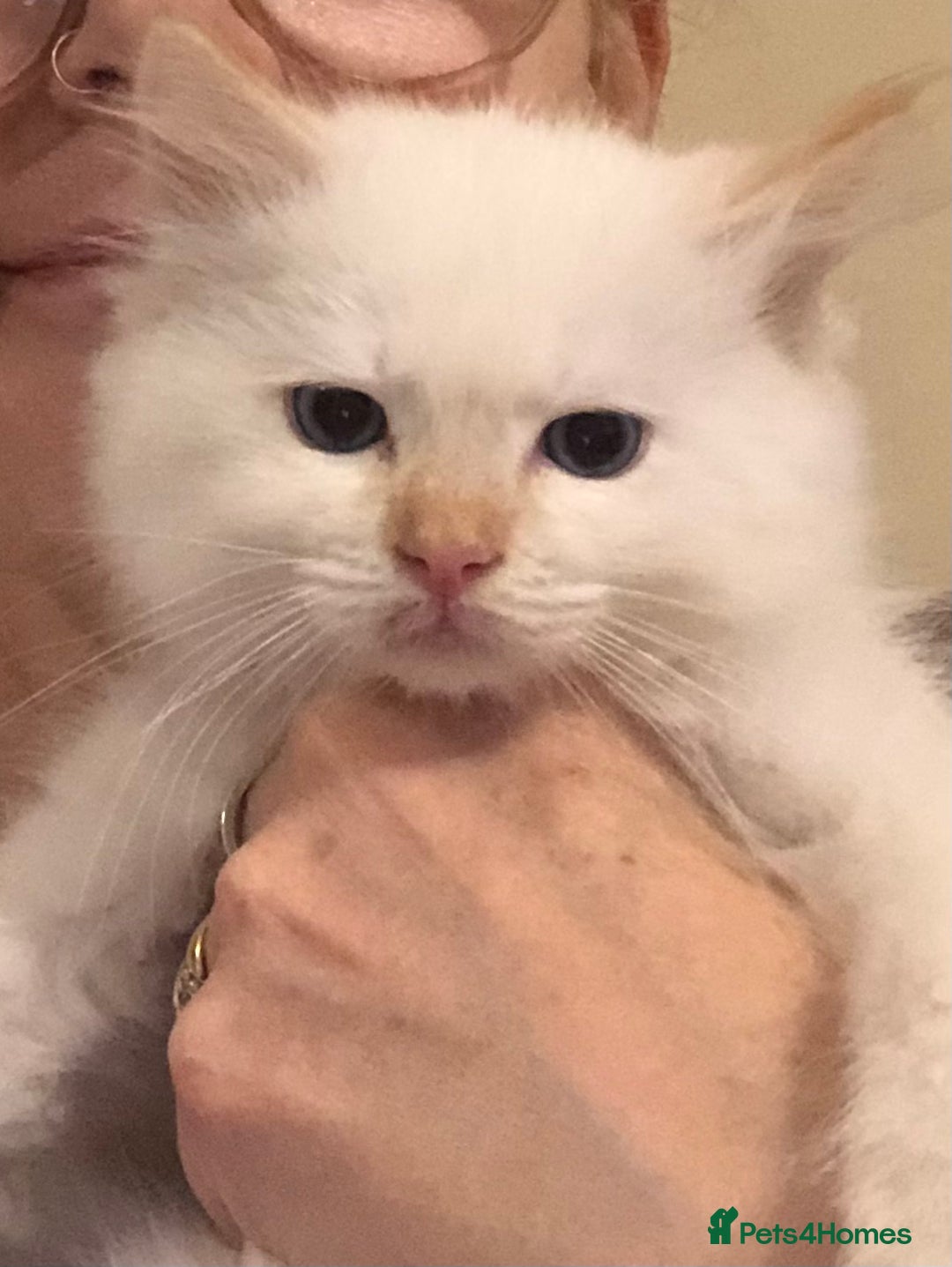 Ragdoll cats for sale: Tica reg Cherubim Ragdoll bonded siblings. Male.  - Advert 8