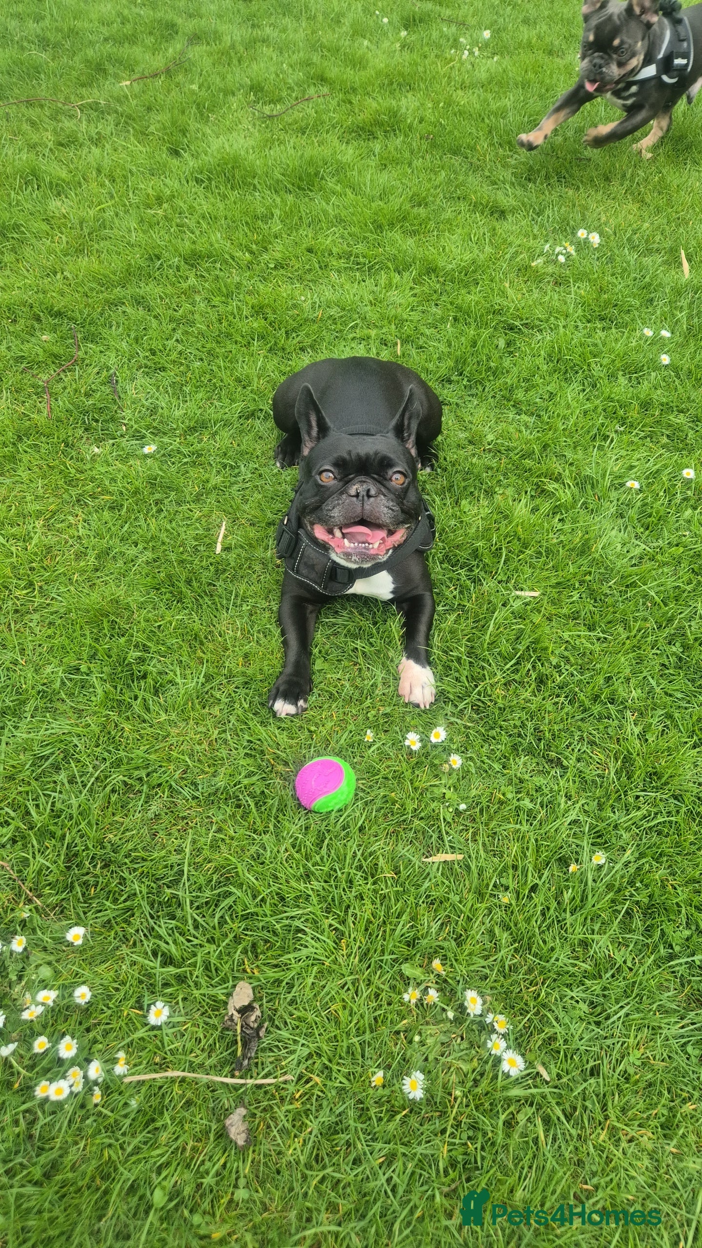 French Bulldog dogs Blue pied frenchbulldog puppies - Advert 18