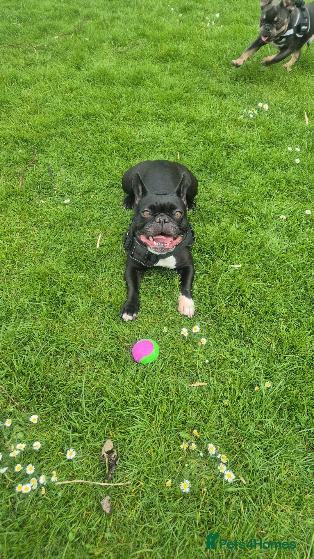 French Bulldog dogs for sale: Blue pied frenchbulldog puppies - Advert 1