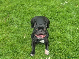 French Bulldog dogs Blue pied frenchbulldog puppies - Advert 8