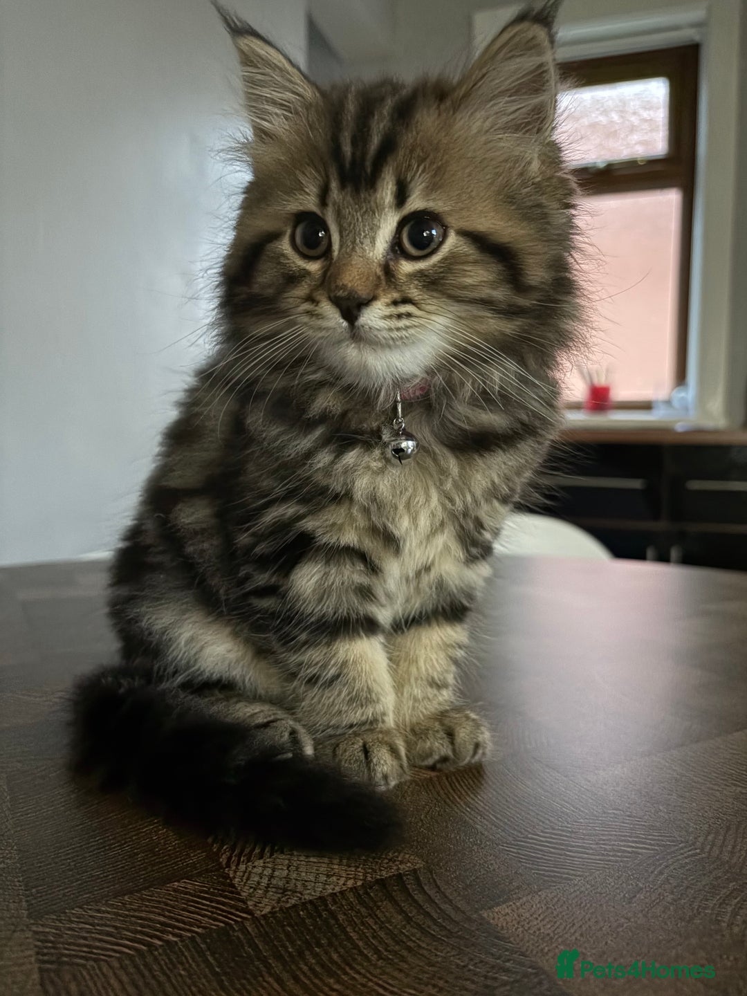 Bengal cats for sale: Bengal x Persian  - Image 5