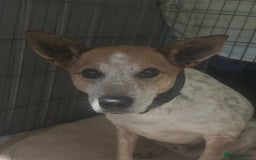 Mixed Breed dogs for adoption: Raffles - Image 7