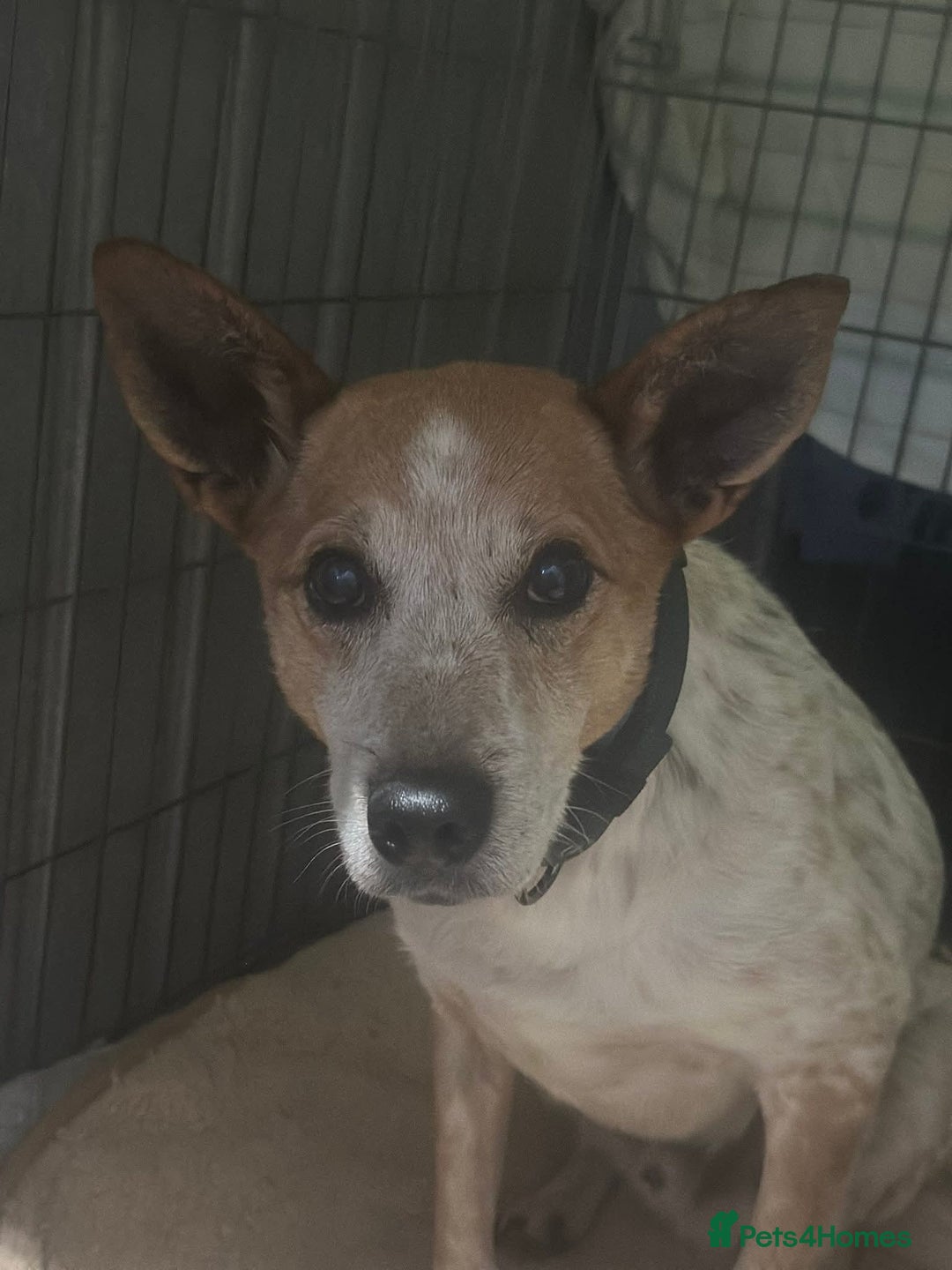 Mixed Breed dogs for adoption: Raffles - Image 7