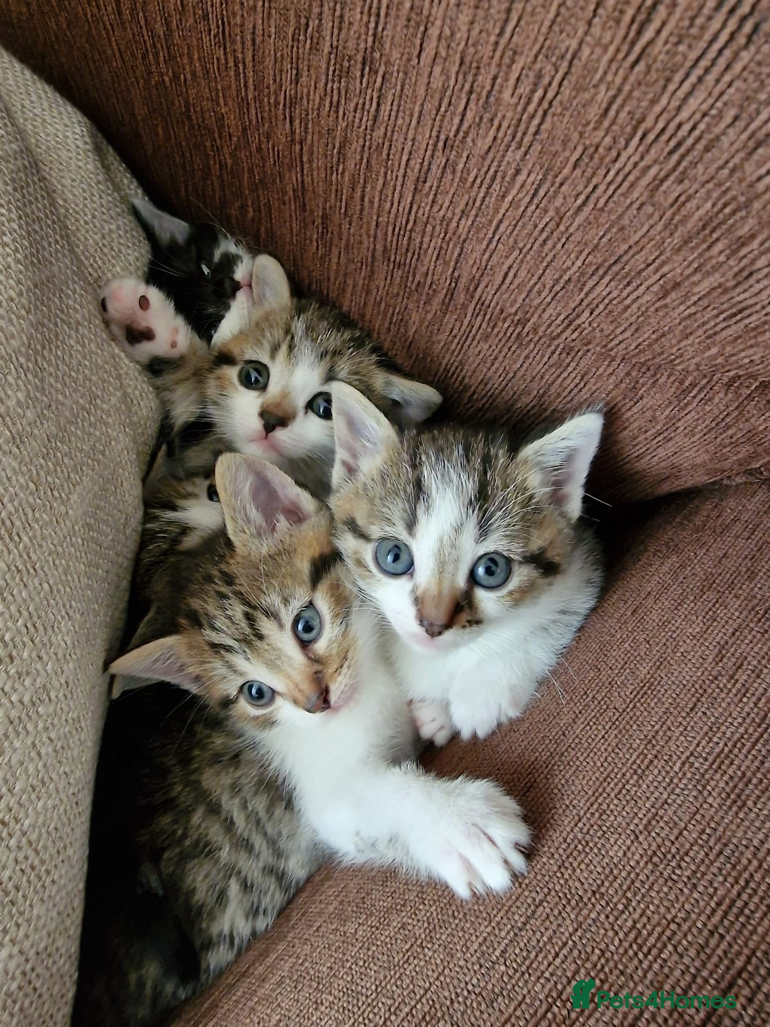 Mixed Breed cats Adorable Mixed British Shorthair Kittens 🐾 - Advert 2