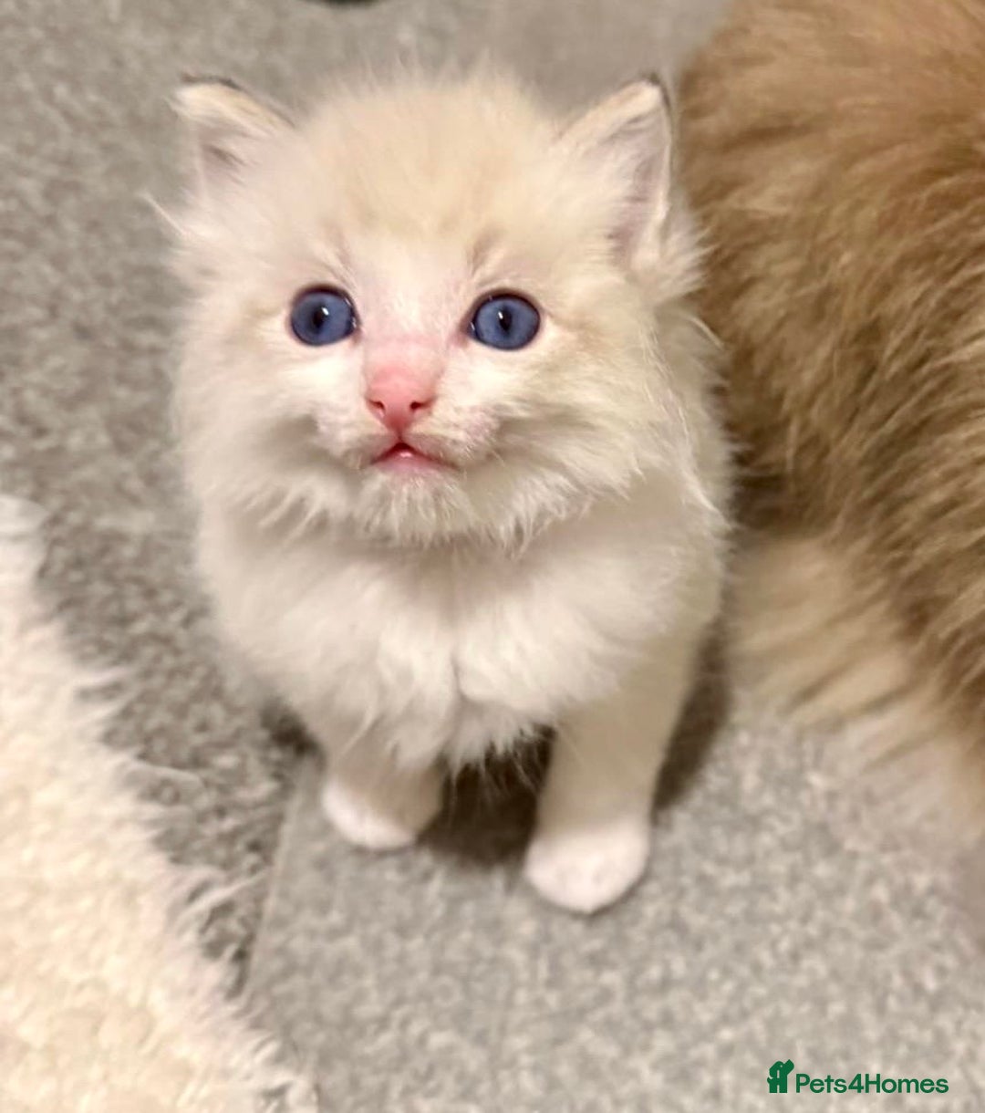 Ragdoll cats for sale: Exquisite Ragdoll Kittens Available - Advert 9