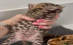 Bengal cats for sale: Exceptional show quality Brown TICA registered 🥰 - Image 22