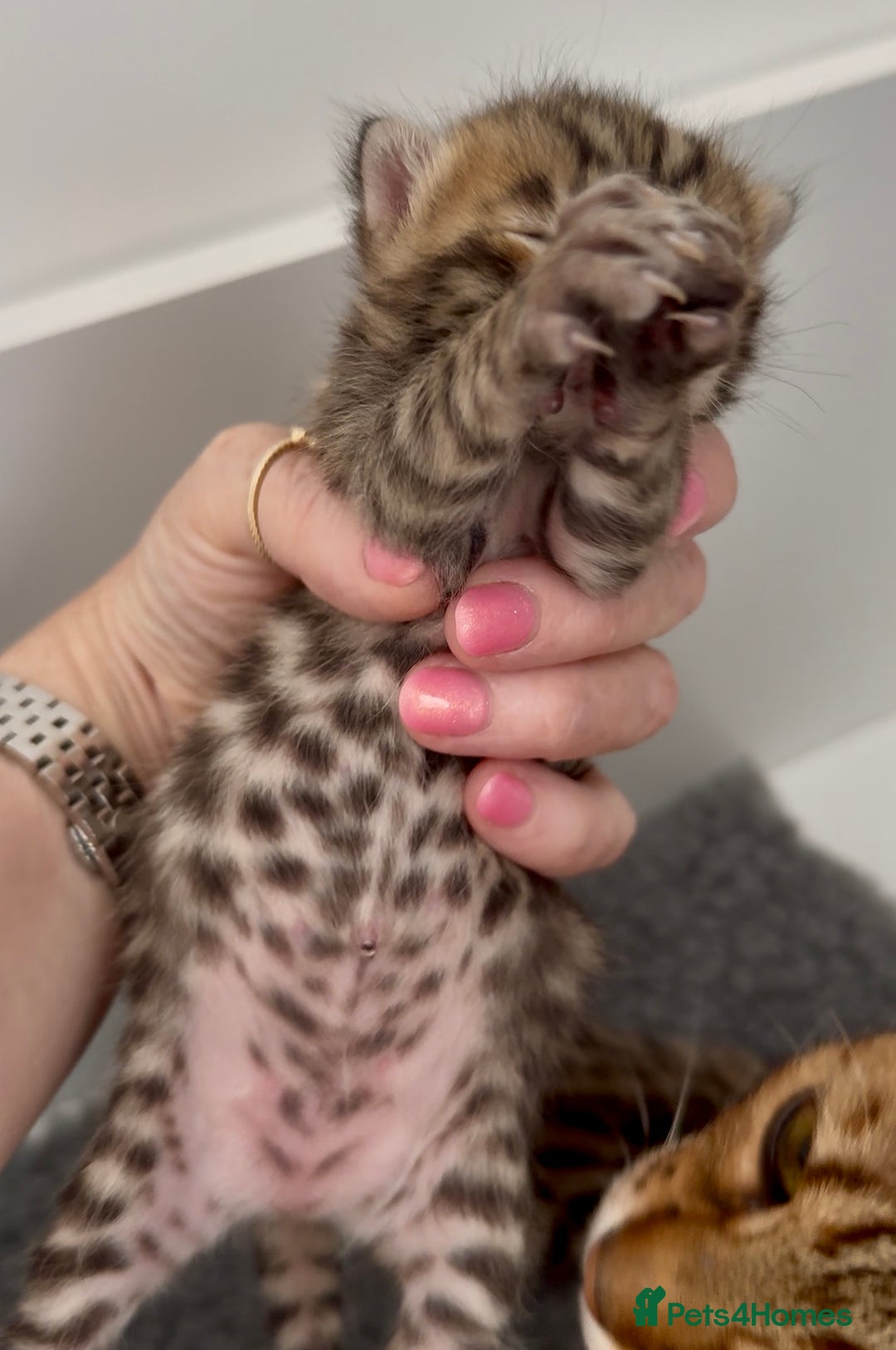 Bengal cats for sale: Exceptional show quality Brown TICA registered 🥰 - Image 22