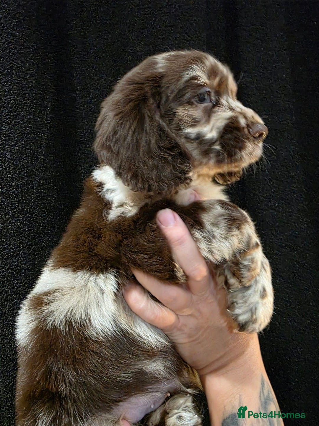 Cocker Spaniel dogs for sale: Cocker Spaniel puppies - Advert 2