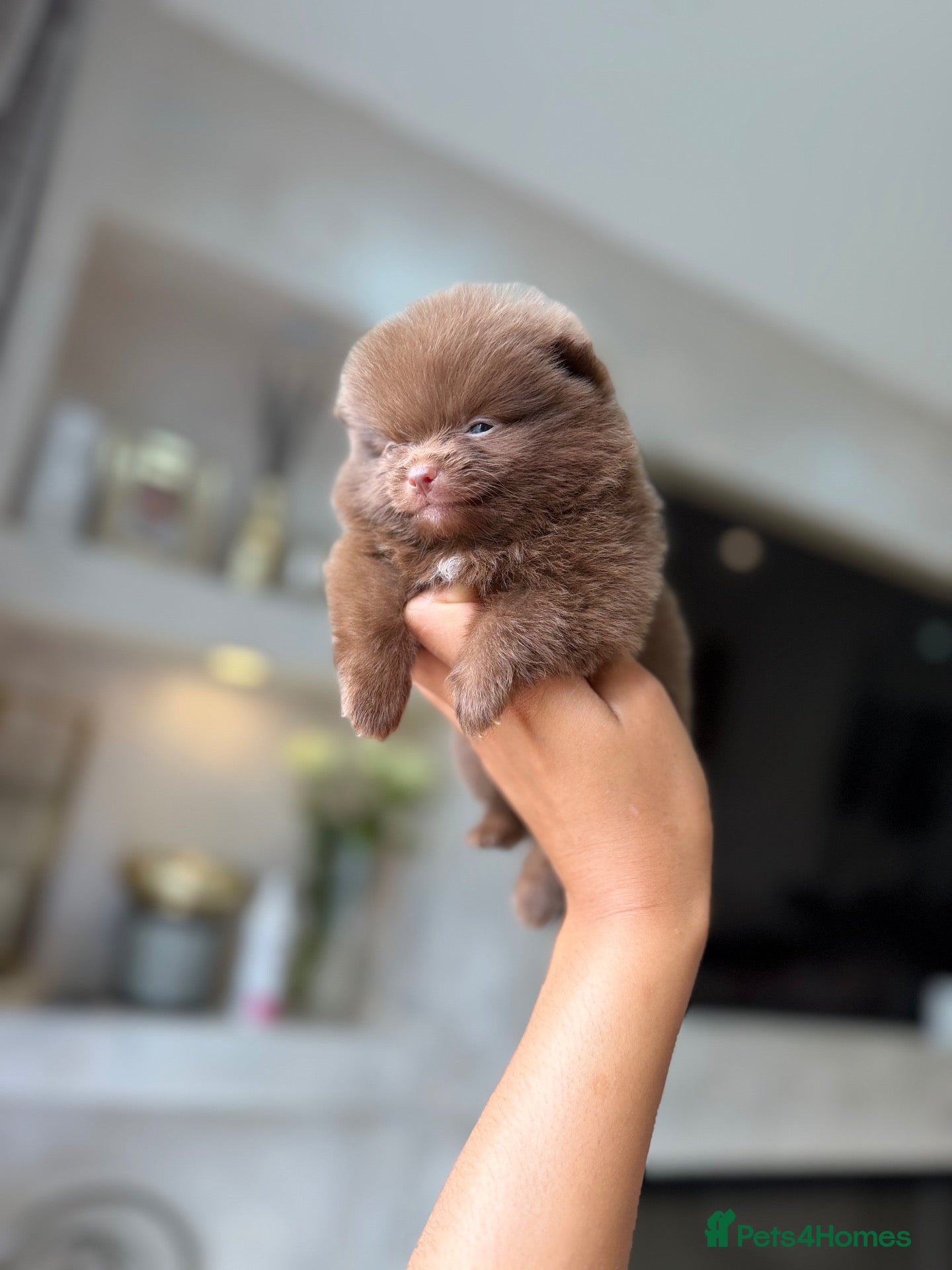 Pomeranian dogs Chocolate Merle Babies  - Advert 1