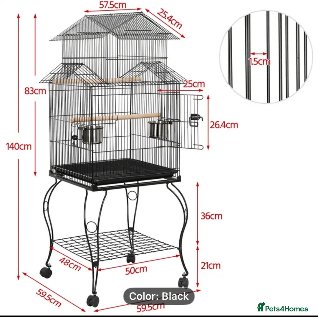 Budgerigars birds for sale: Blackface,blackwing,spilt-helicopter baby budgies  - Advert 20