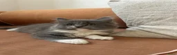 Ragdoll cats for sale: Exceptional 3/4 Ragdoll Girls Ready now! - Advert 23