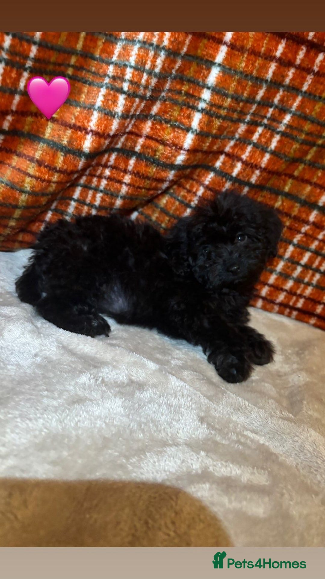 Cockapoo dogs for sale: Cockapoos 5 beautiful puppies  - Advert 2