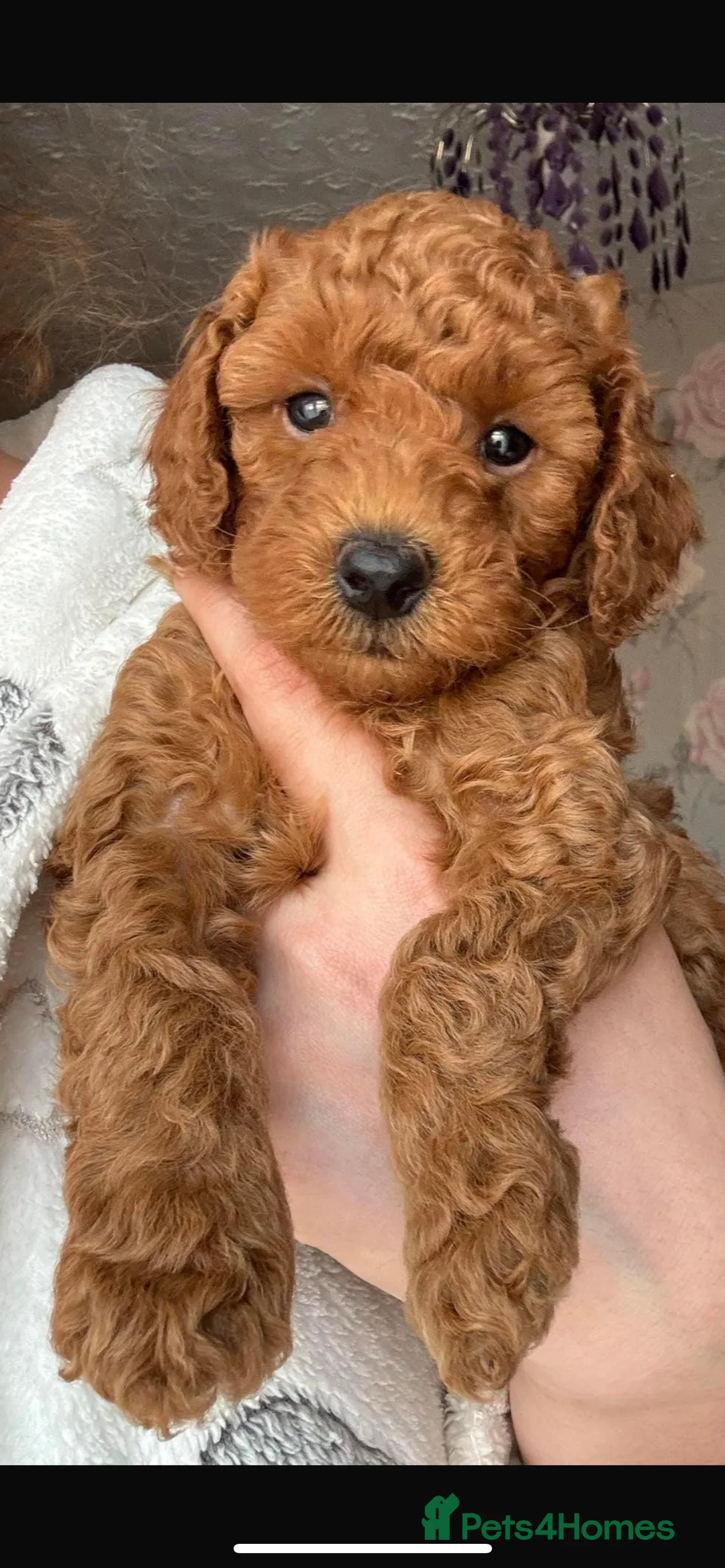Miniature Poodle dogs for stud: Merlesque Top Gun mahogany mini poodle in Chorley - Advert 22