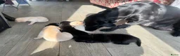 Labrador Retriever dogs for sale: KC Registered Working Labrador Pups  - Advert 10