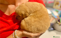 Golden Retriever dogs for sale: Beautiful Golden Retriever Puppies – Family Raised - Image 7