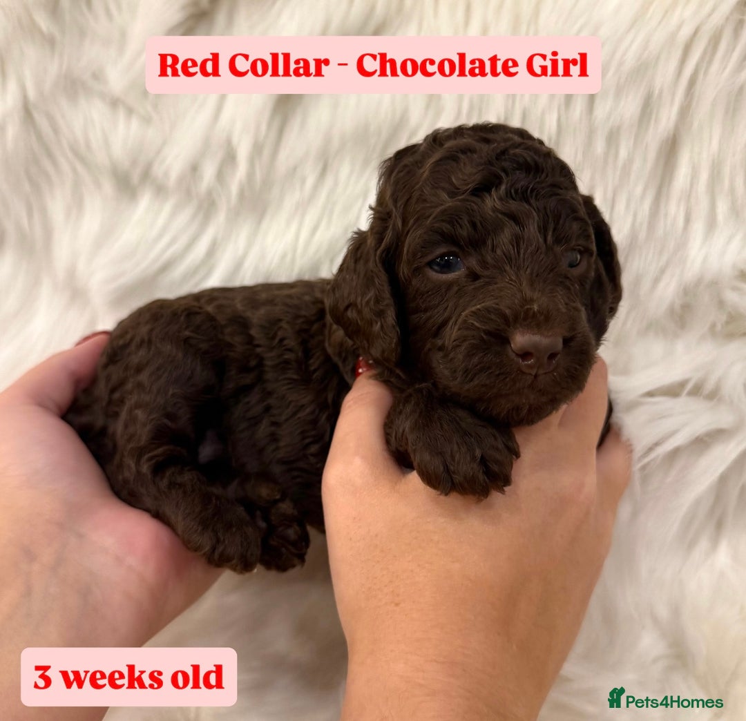 Cockapoo dogs for sale: Waiting-List Open - DNA Tested Cockapoo Puppies 🧬 - Advert 17