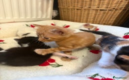 American Shorthair cats for sale: 5 beautiful kittens available  - Image 12
