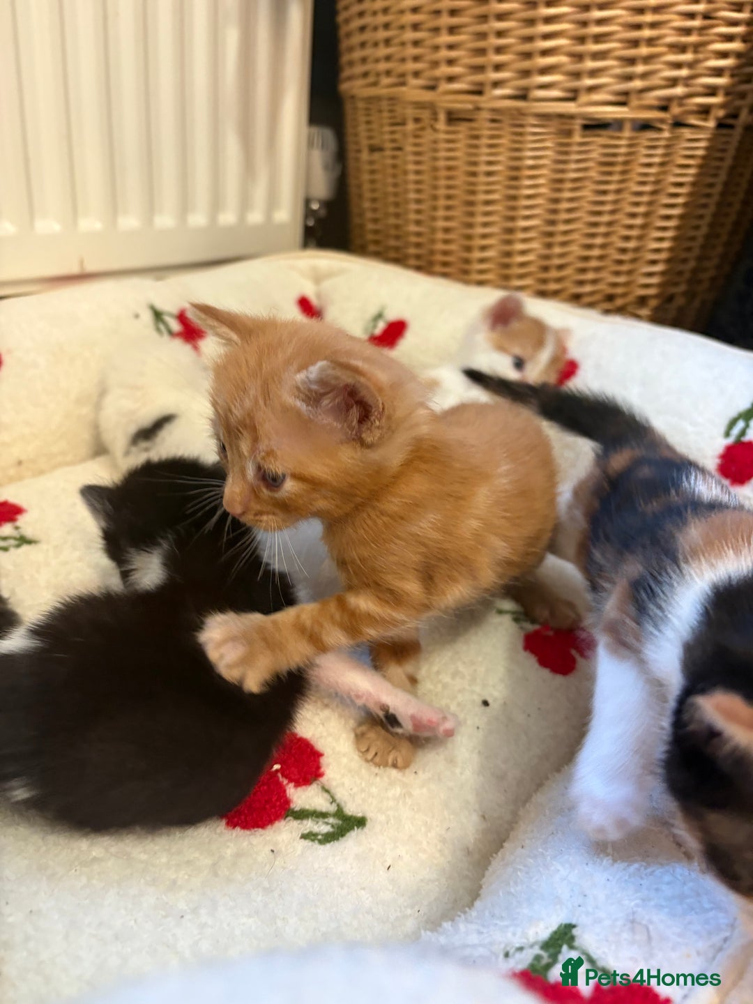 American Shorthair cats for sale: 5 beautiful kittens available  - Image 12