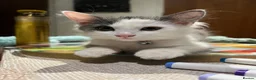 Ragdoll cats for sale: Beautiful Grey & White Ragdoll Kitten  - Advert 4