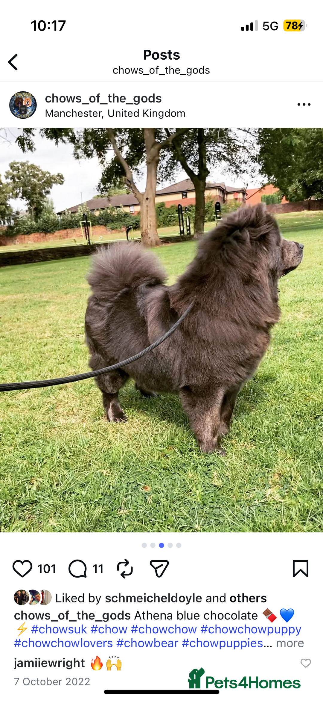 Chow Chow dogs for sale: 6 lovely chow chows for sale 😻 - Advert 3