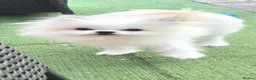 Mixed Breed dogs for sale: Tiny Pomeranian x  - Advert 1