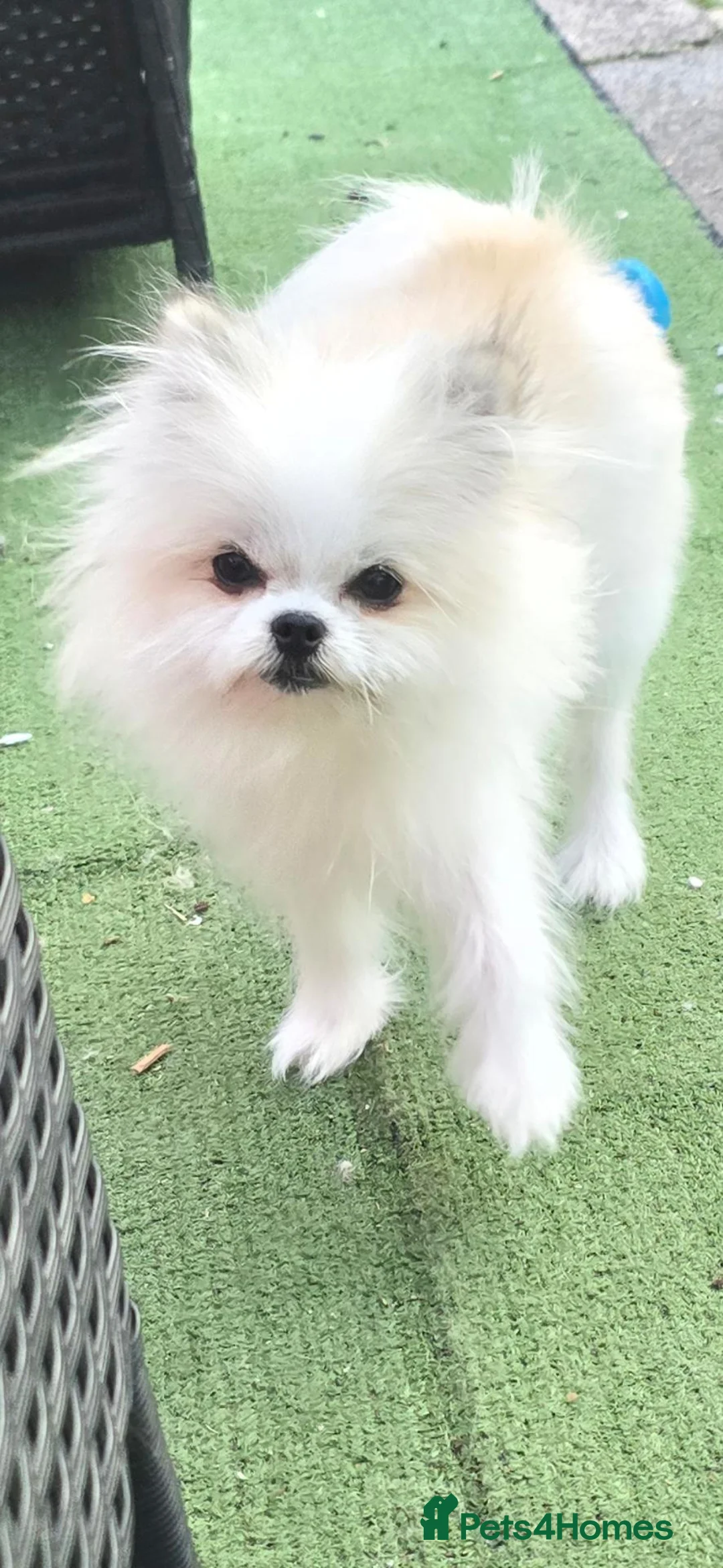 Mixed Breed dogs for sale: Tiny Pomeranian x  - Advert 1