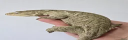 Gecko reptiles for sale: Leachianus Gecko will be high pinks/ high pattern  - Advert 9
