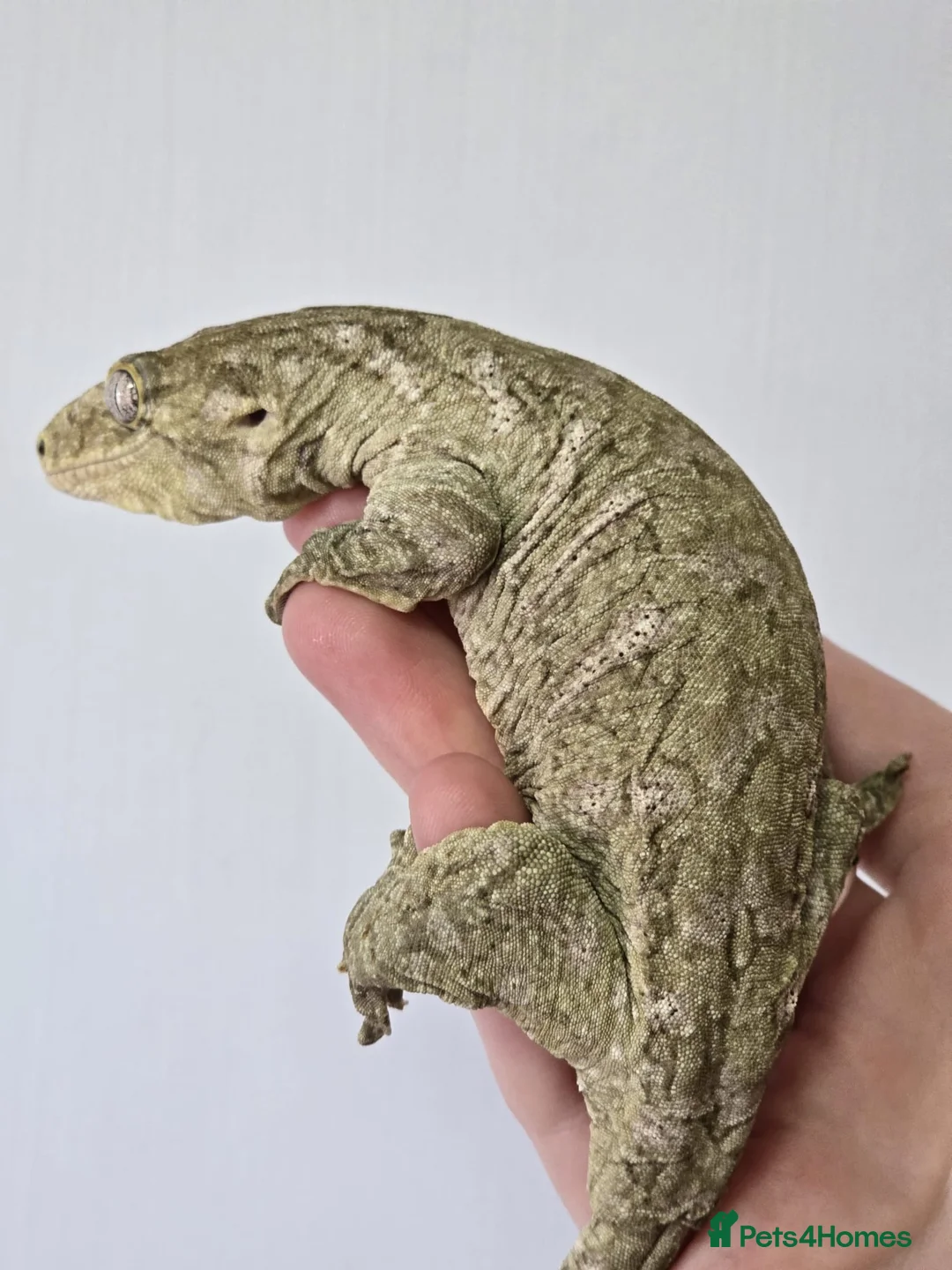 Gecko reptiles for sale: Leachianus Gecko will be high pinks/ high pattern  - Advert 9