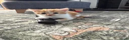 Mixed Breed cats for sale: Two Ginger Male Kittens  in Bicester - Advert 23