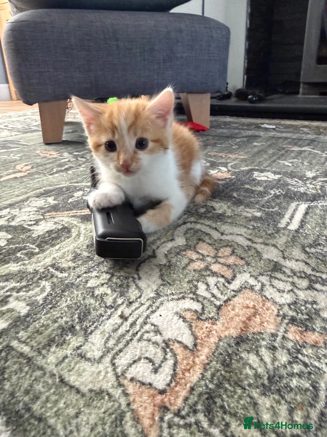 Mixed Breed cats for sale: Two Ginger Male Kittens  in Bicester - Advert 23