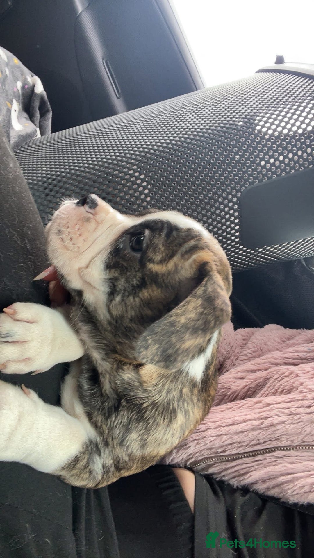 Old Tyme Bulldog dogs for sale: Old tyme bulldog for sale  - Image 6